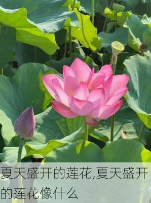夏天盛开的莲花,夏天盛开的莲花像什么